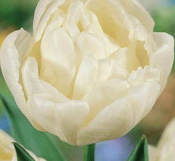 Тюльпан (Махровый ранний) - Эвита