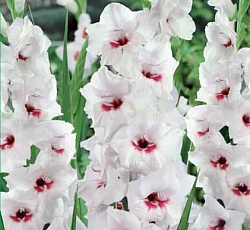 Гладиолус (крупноцветковый) - Фьёрентина