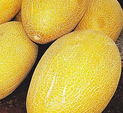 Дыня Ананас
