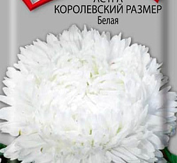 Астра Королевский размер Белая