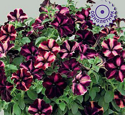 Петуния гибридная Романтика Мунлайт