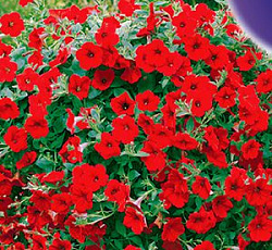 Петуния Джоконда ярко-алая F1