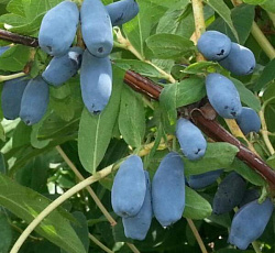 Жимолость - Нижегородская ранняя