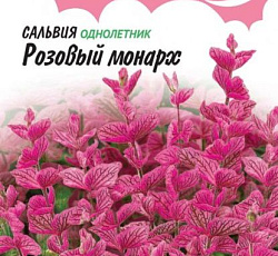 Сальвия хорминумовая Розовый монарх