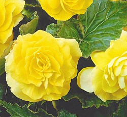 Бегония Клубневая Гоу-Гоу Желтая F1 (махровая)