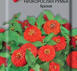 Цинния низкорослая Румба Красная