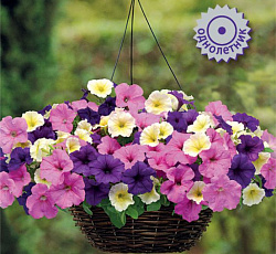 Петуния ампельная Изи Вейв Сандра F1