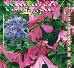 Клематис цельнолистный Райские птицы