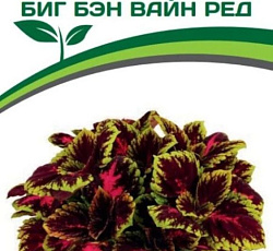Колеус крупнолистный Биг Бэн Вайн Ред