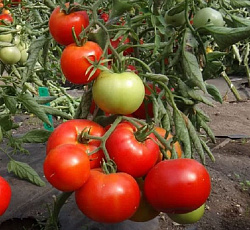 Томат Красный петух