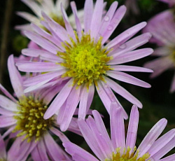 Астра (кустарниковая) - Питер Пэн