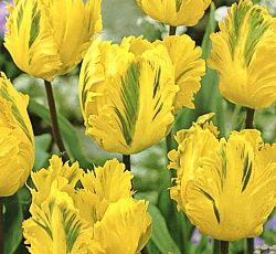 Тюльпан (Попугайный) - Техас Голд
