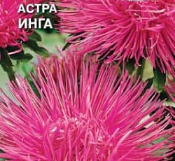 Астра Инга (игольчатая)