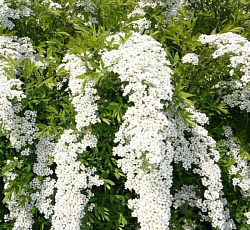 Спирея (серая) - Грефшейм