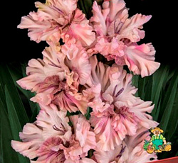 Гладиолус (Российская селекция) - Тот Самый Мюнхгаузен