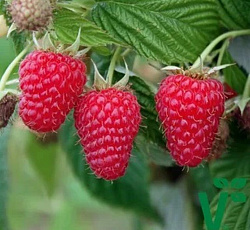 Малина (традиционная) - Гусар