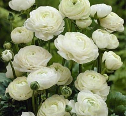 Лютик (азиатский) - Вайт