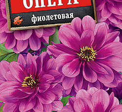 Георгина низкорослая Опера фиолетовая