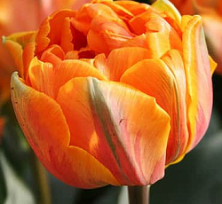 Тюльпан (Махровый ранний) - Орка