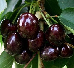 Черешня - Ипуть