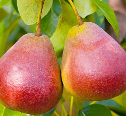 Груша - Ника