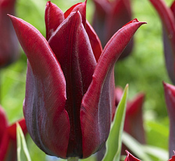 Тюльпан (Лилиецветный) - Ластинг Лав