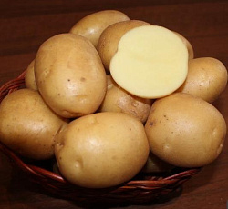 Картофель Колобок