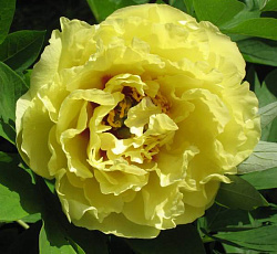 Пион (ИТО-гибрид) - Йеллоу Краун (Люкс)