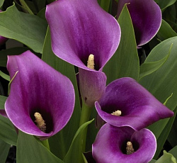 Калла - Пако (Патио)