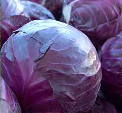 Капуста краснокочанная Марс МС