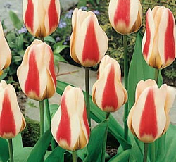 Тюльпан (Фостера) - Зомби