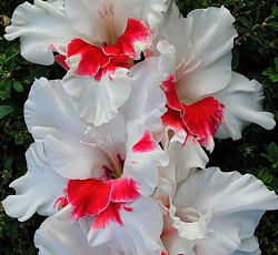 Гладиолус (Российская селекция) - Весточка