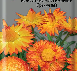Гелихризум Королевский размер оранжевый
