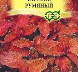 Колеус Тэррено румяный
