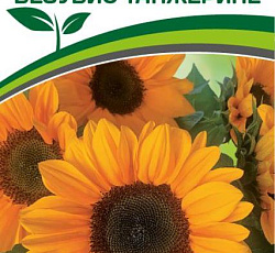 Подсолнечник Везувио Танжерине F1