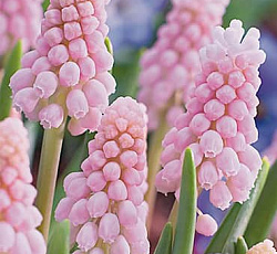 Мускари - Армянский Пинк Санрайз