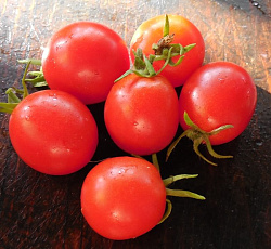 Томат Галапагос