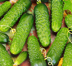 Огурец Меренга F1