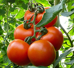 Томат Махитос F1