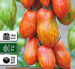 Томат Перцевидный полосатый