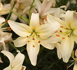 Лилия (видовая) - Перл Франсес