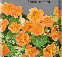 Настурция низкорослая Аляска золотая