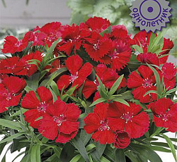 Гвоздика Карпет Файр