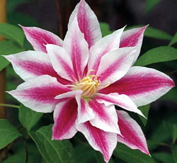 Клематис (крупноцветковый) - Андромеда