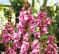 Антирринум (Львиный зев) Пурпурный вальс F1