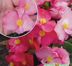 Бегония Вечноцветущая F1 Русский размер