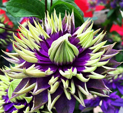 Клематис (крупноцветковый) - Тайга (Люкс)