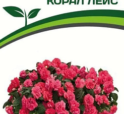 Бальзамин махровый Уоллера Корал Лейс F1