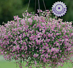 Бакопа Пинктопия