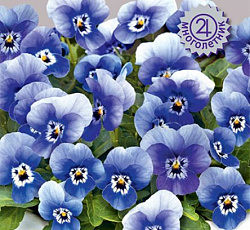 Фиалка рогатая Эдмаер Дип Марина